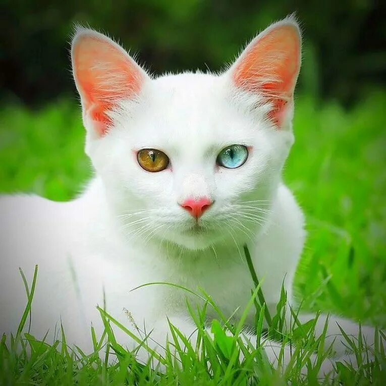 Как называется белая порода кошек. Као мани порода кошек. Порода као Мао. Као-мани алмазный глаз. Кошка као-мани белая порода.