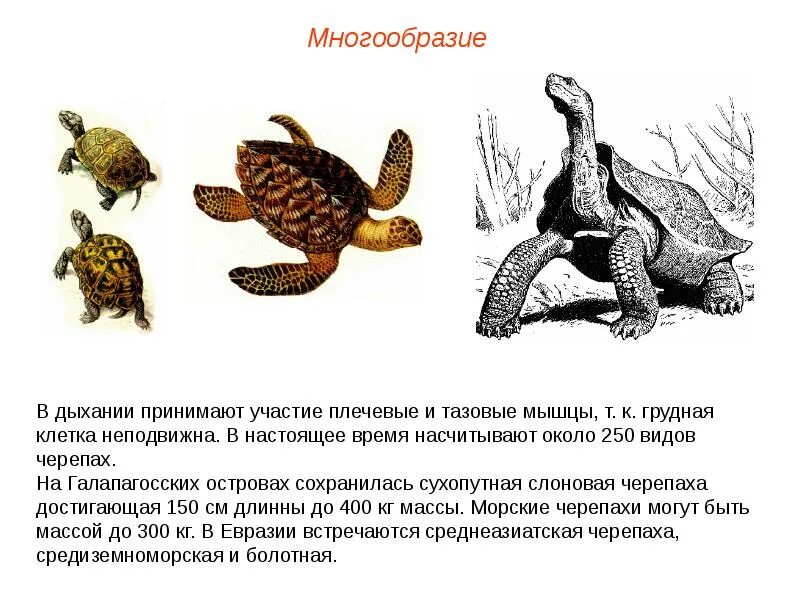 Черепаха с плавниками. Презентация дальневосточная черепаха. Морские черепахи дышат. Внешний вид морской черепахи. Дыхательная система черепахи схема.