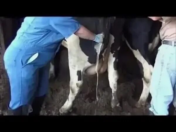 Что у коровы спереди а у быка сзади ответ. А поговорить анекдот про корову. Ректальное исследование коров. У коровы 4 а у женщины 2. Загадка про корову для детей.