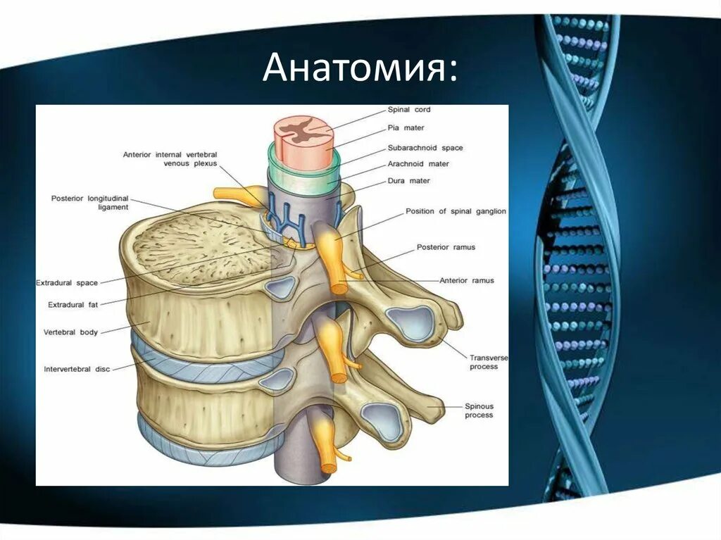 Спинномозговая грыжа. Грыжа в спинномозговой канал. спинномозговые корешки анатомия шеи. спинномозговые грыжи делятся на.