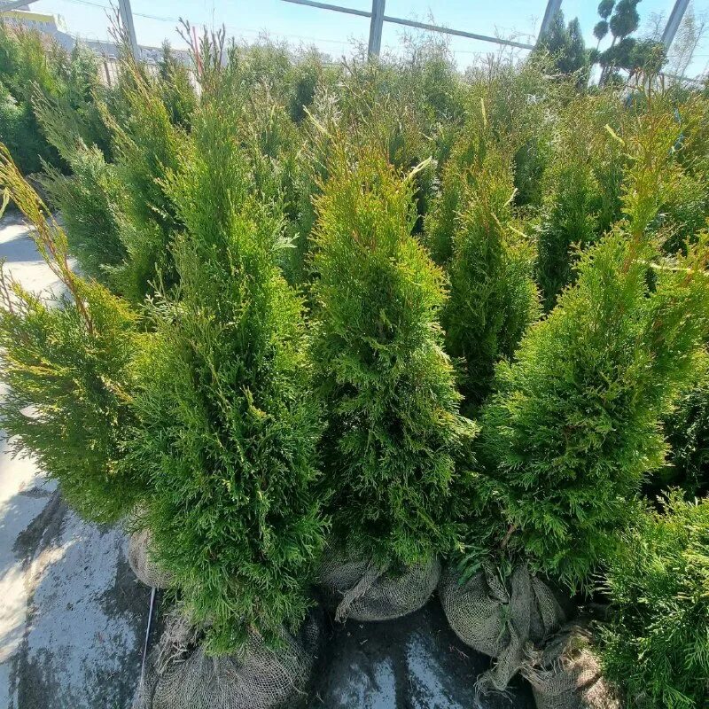 туя западная brabant. туя российская орешки синие. шарообразная туя даника. туя западная смарагд 120-140 см. туя западная "бриджит смарагд".