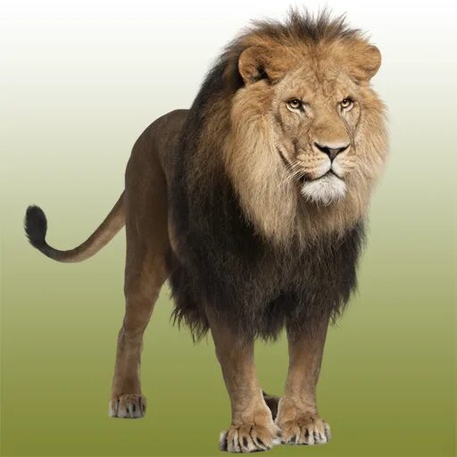 Как звучит лев. Проект про льва. Как звучит лев. Как звучит лев. Как звучит лев.