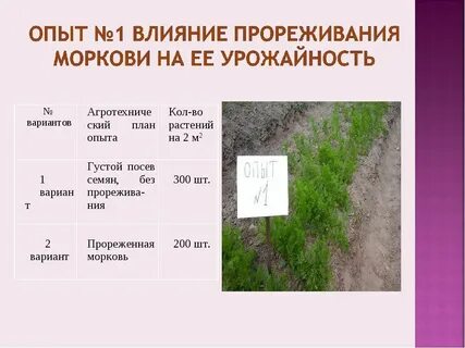 Средняя урожайность моркови на пришкольном участке