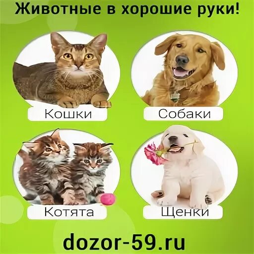 Дозор животные. Котята и щенки в добрые руки.