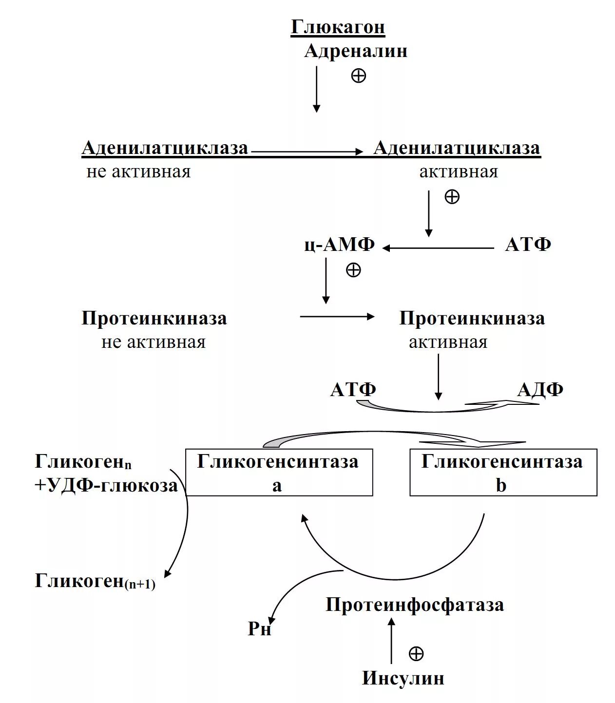 Глюкагон фермент. Распад гликогена биохимия схема. Синтез гликогена биохимия схема. Регуляция синтеза инсулина биохимия. Регуляция синтеза и распада гликогена схема.