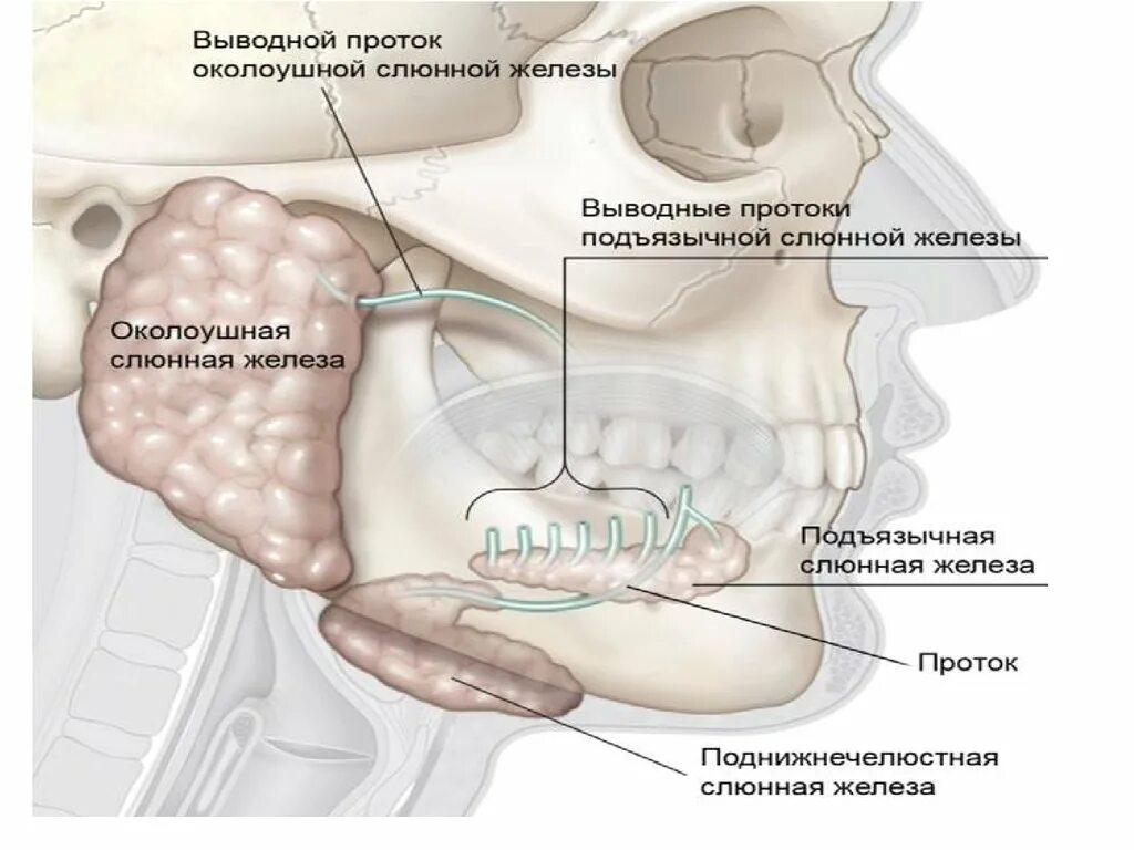 Проток околоушной железы анатомия. Поднижнечелюстная железа выводной проток. Выводной проток околоушной слюнной железы. Протоки подъязычной слюнной железы. Околоушная железа где