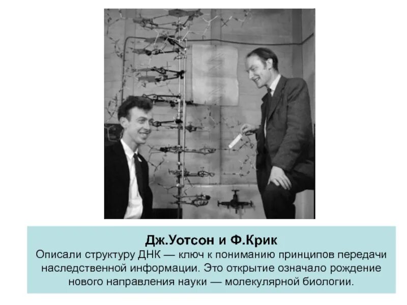 Модель структуры днк уотсона и крика. 1953 - ф. крик и дж. уотсон. дж уотсон и ф крик. открытие структуры молекулы днк (уотсон и крик, 1953). что открыли уотсон и крик в 1953.