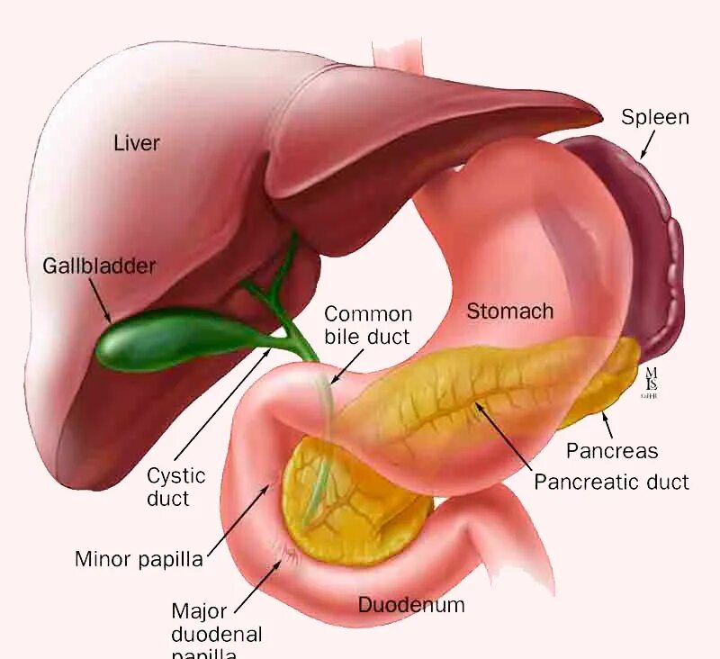 Селезенка и поджелудочная железа одно и тоже. Строение ЖКТ желчного пузыря. Анатомия расположения желчного пузыря. Строение желудка желчного пузыря и печени. Анатомия печень желчный пузырь желудок.