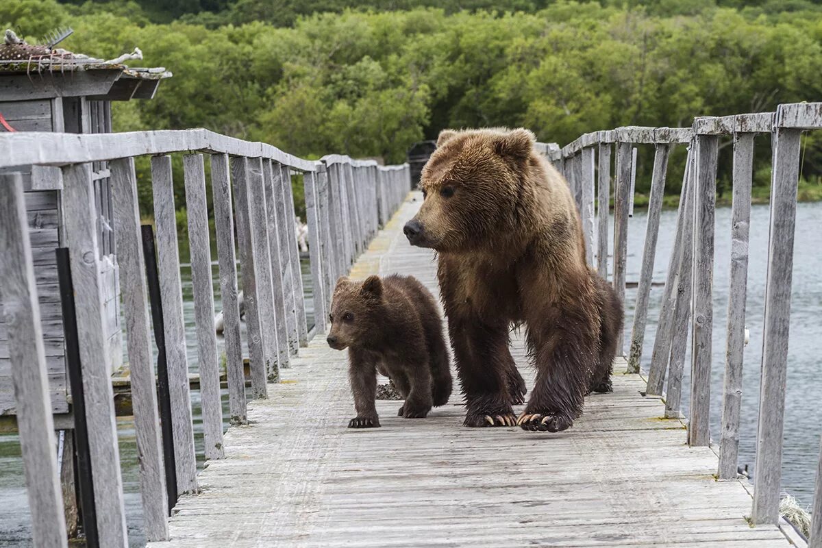 Развлечения медведей. Камчатка медведи. Итуруп медведи. Медведи на Итурупе. Медведи на реке Камчатка.