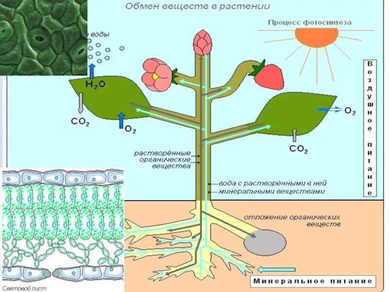 Обмен веществ минеральное питание. Схема фотосинтеза у растений биология. Схема обмен веществ у растений биология 6 класс. Схема передвижения питательных веществ по растению. Схема передвижения веществ у растений.