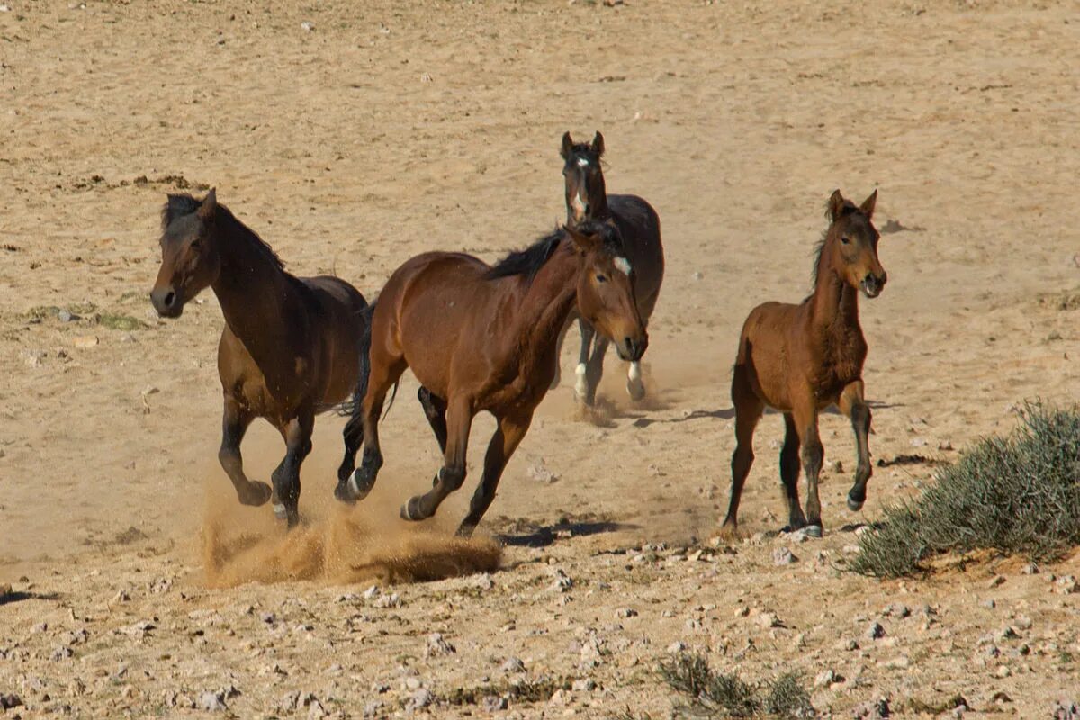 Wiki horses. Лошади пустыни Намиб. Дикие лошади Намибии. Брамби лошадь. Намиб пустынная лошадь.