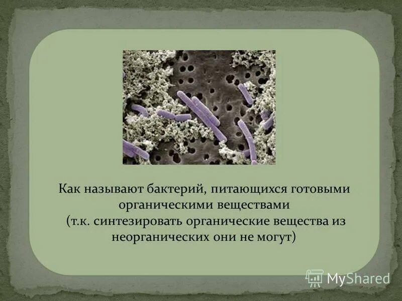 Верное утверждение о бактериях. Бактерии питающиеся готовыми органическими веществами называются. Бактерии питаются готовыми органическими веществами. Бактерии питающиеся органическими веществами. Бактерии которые питаются готовыми органическими веществами.