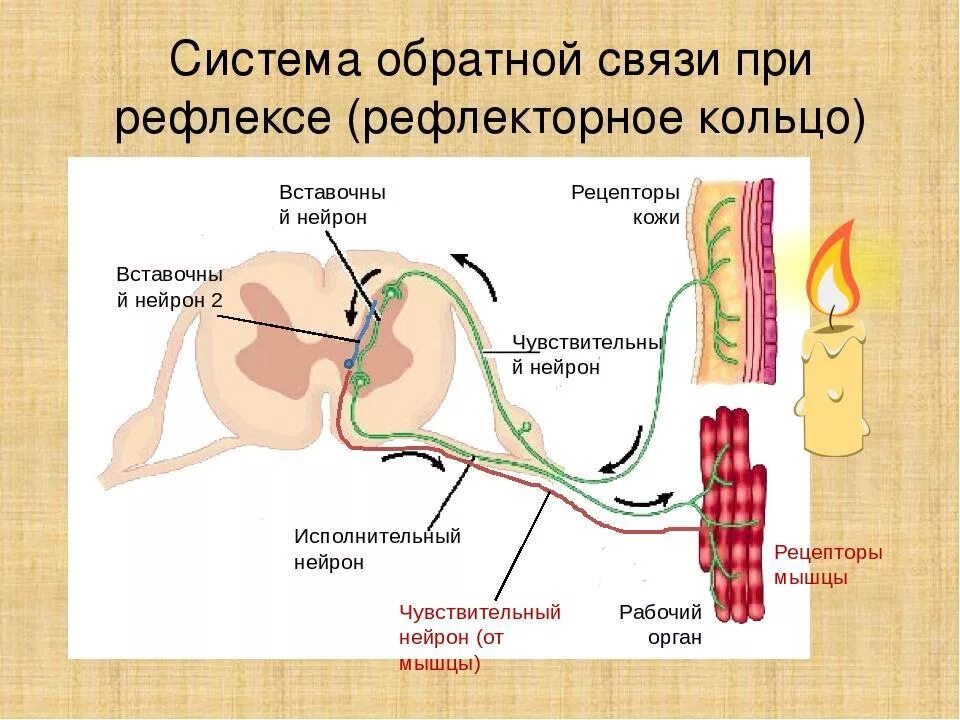Обратная рефлекторная дуга. Рефлекторное кольцо бернштейна. Нейрон обратной связи на рефлекторной дуге. Строение рефлекторная дуга биология. Обратная афферентация.