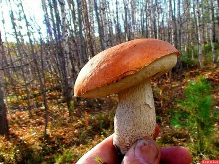 Красноголовик суп
