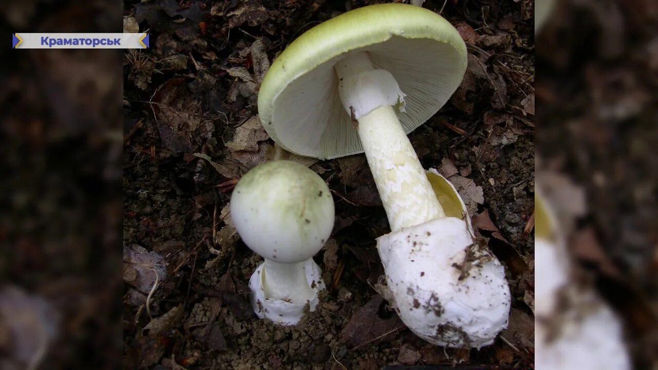 Бледная поганка (amanita phalloides). Бледная поганка это гриб. Бледная поганка это гриб. Бледная поганка это гриб. Грибы рассказ бледная поганка.