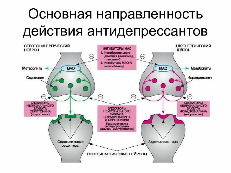 Механизм действия антидепрессантов схема. Механизм действия транквилизаторов схема. Основная направленность действия антидепрессантов. Основные механизмы действия антидепрессантов. Работа антидепрессантов