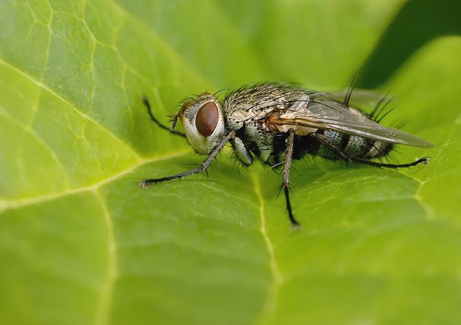насекомое тахина 7 букв. Phasia hemiptera. мухи тахины фото. муха тахина. насекомое тахина 7 букв.