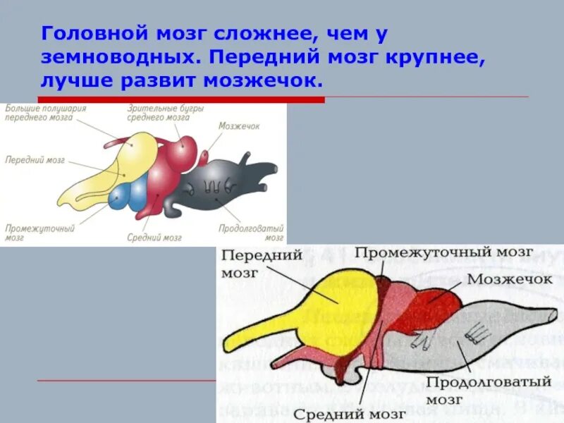 Головной мозг птиц отличается от земноводных. Головной мозг земноводных. Передний мозг земноводных. Строение головного мозга земноводных. Мозжечок у пресмыкающихся.