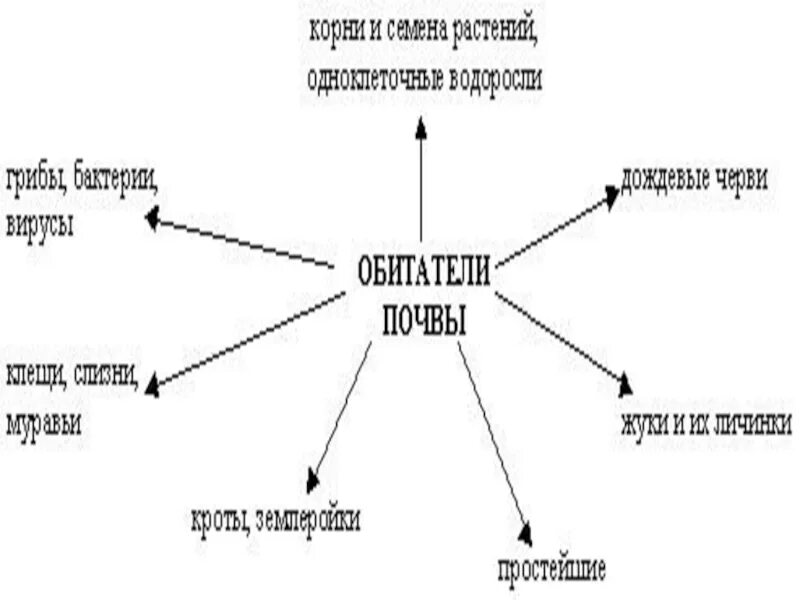 Из чего состоит почва 5 класс биология. Почвенные животные схема. схема почвы. обитатели почвы схема. кто живет в почве 5 класс биология.