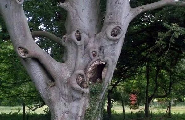 Look at that tree it fall down