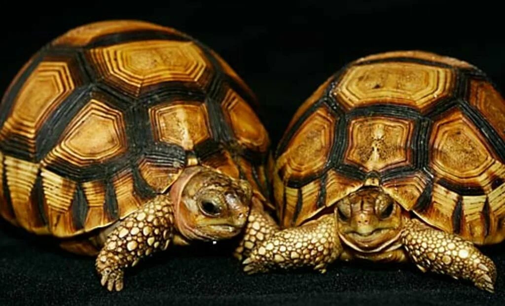 Какой тип питания характерен для среднеазиатской черепахи. Среднеазиатская черепаха. Среднеазиатская черепаха Размеры. Трехкилевые черепахи. Среднеазиатская черепаха максимальный размер.
