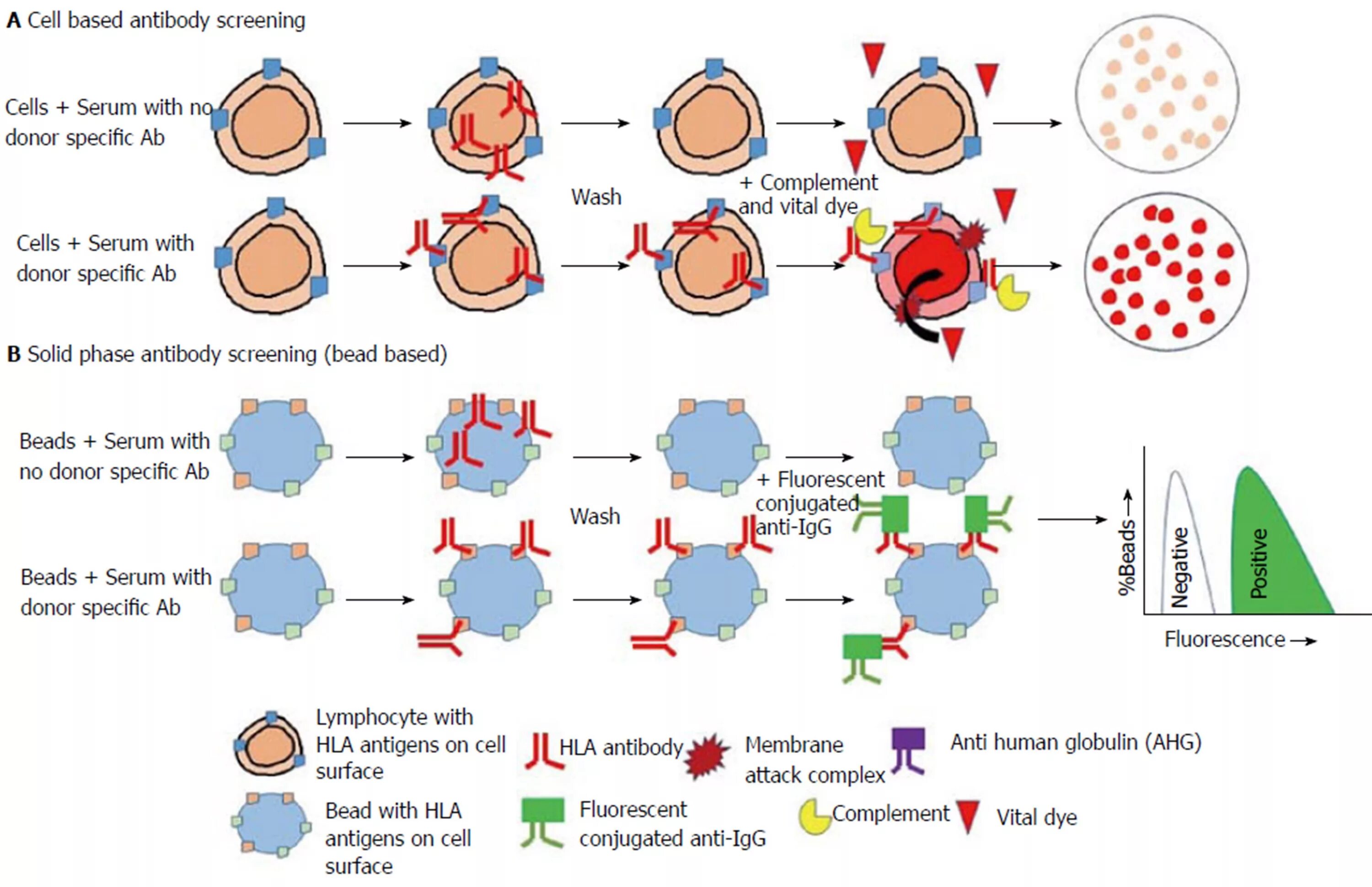 Cross match. Human leukocyte antigens. Антиген HLA-b8. Cross Match тест. Cross Match реакция.