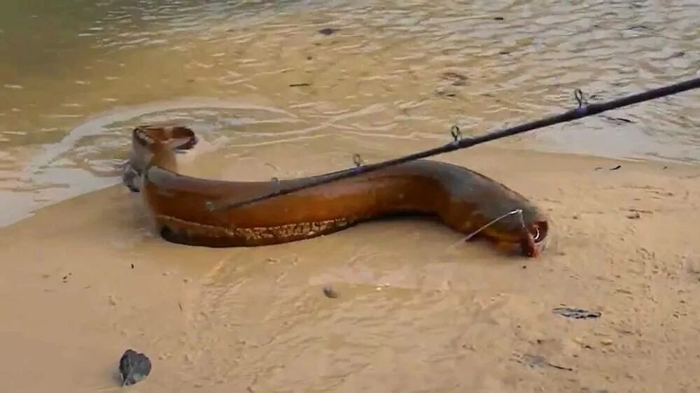 Озеро змей. Змея и рыбак. Схема снасти на кораблик. Снасть реверсивный кораблик чертежи. Ловля рыбы змеем.