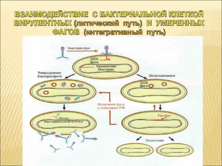 Этапы репродукции вирулентного бактериофага. Этапы взаимодействия вирулентного бактериофага с бактериальной. Схема взаимодействия бактериофага с бактериальной клеткой. Этапы взаимодействия умеренного бактериофага. Этапы взаимодействия с клеткой