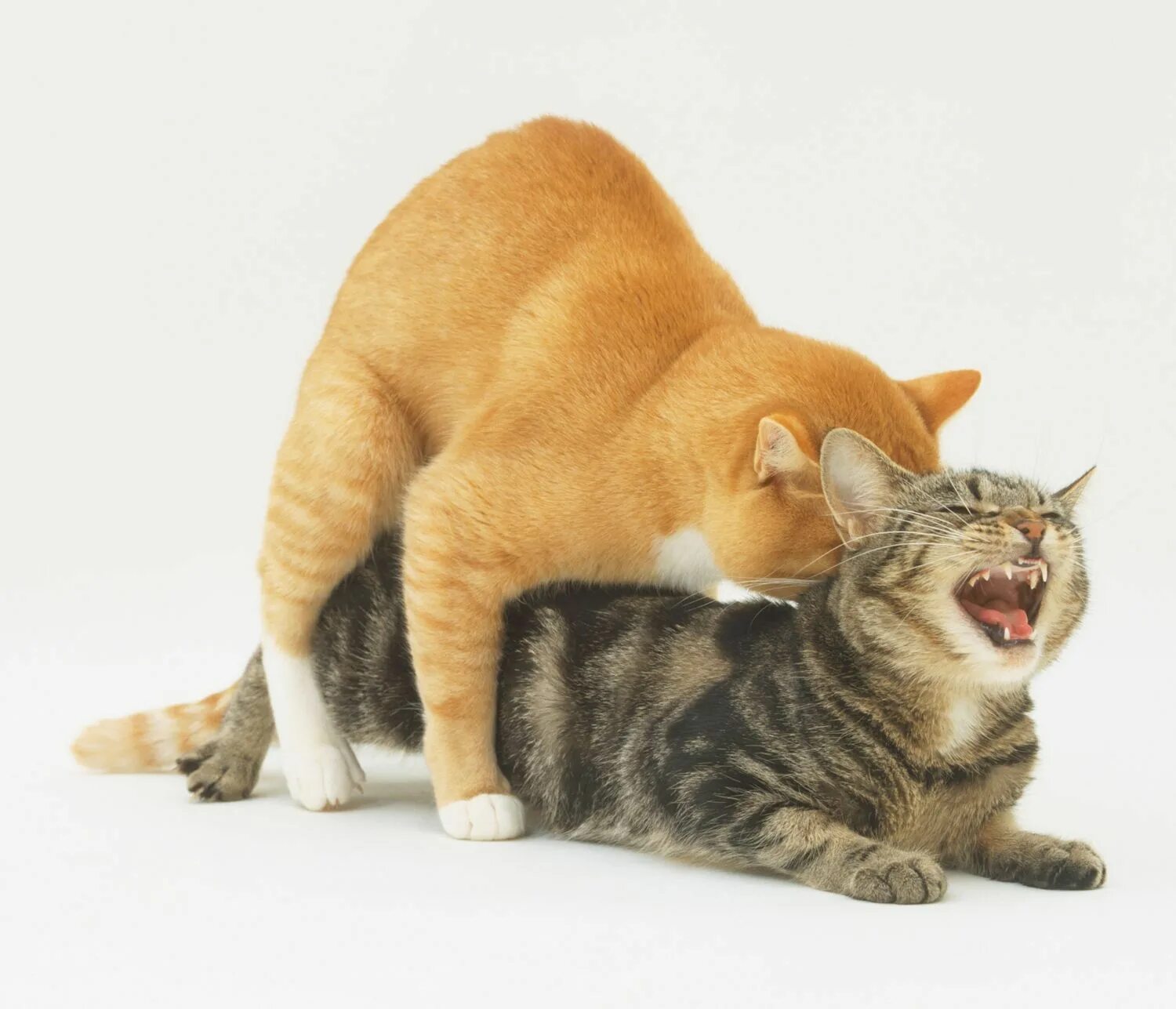 Коты после вязки