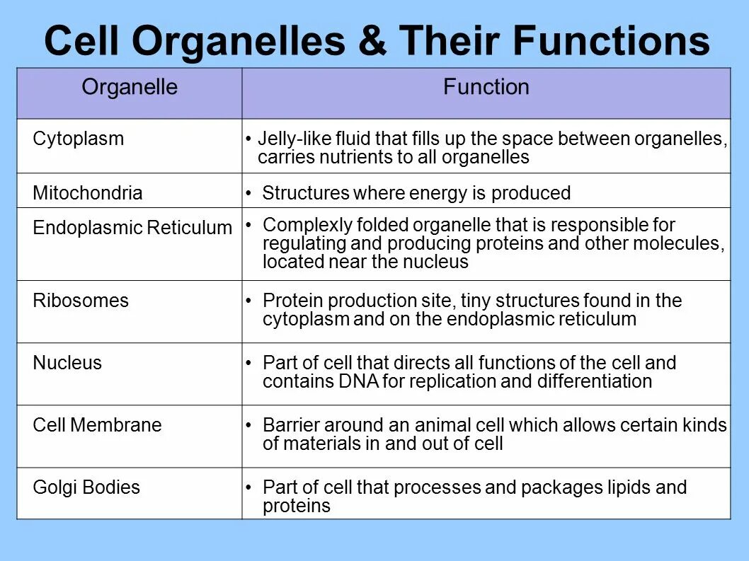 Function site be. Cell structure and functions of organelles. functions of cells. parts of cell. cell structure &amp; function.