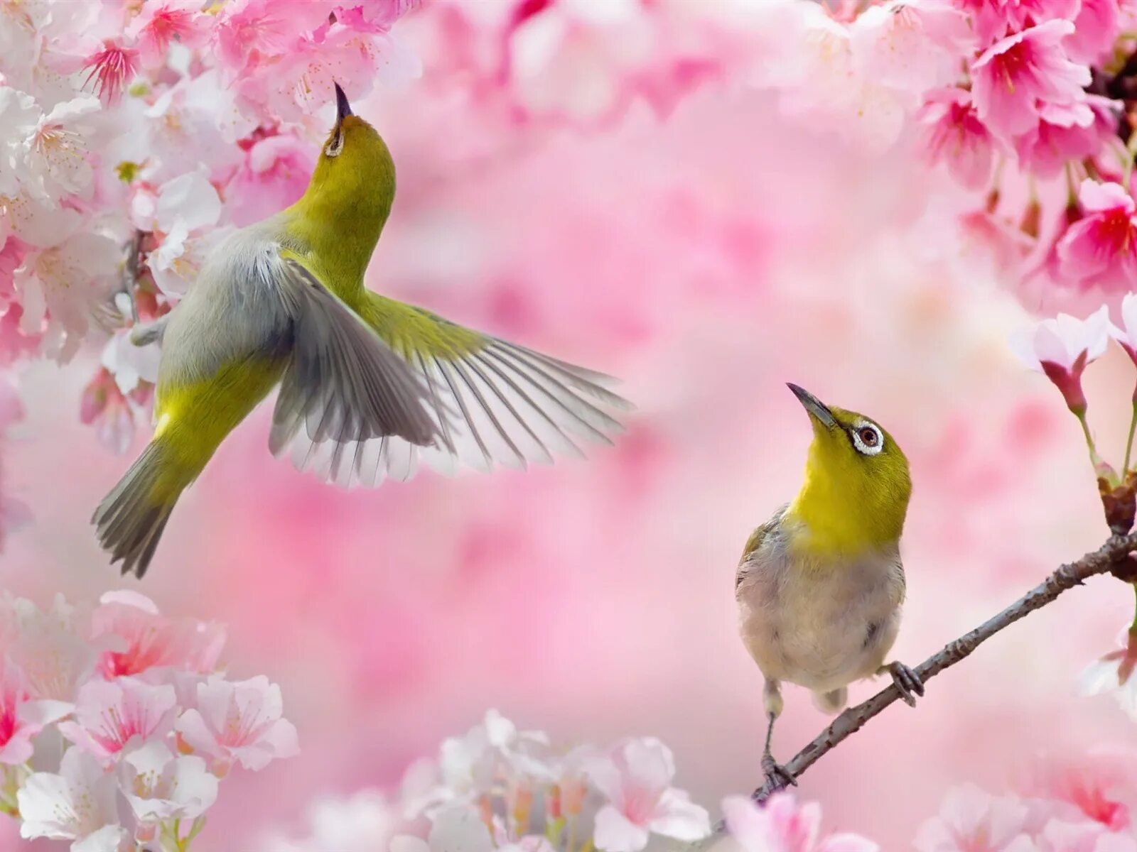 Весной веселой пели птицы. Японская белоглазка на Сакуре. Японская белоглазка угуйсу. Птицы на Сакуре.