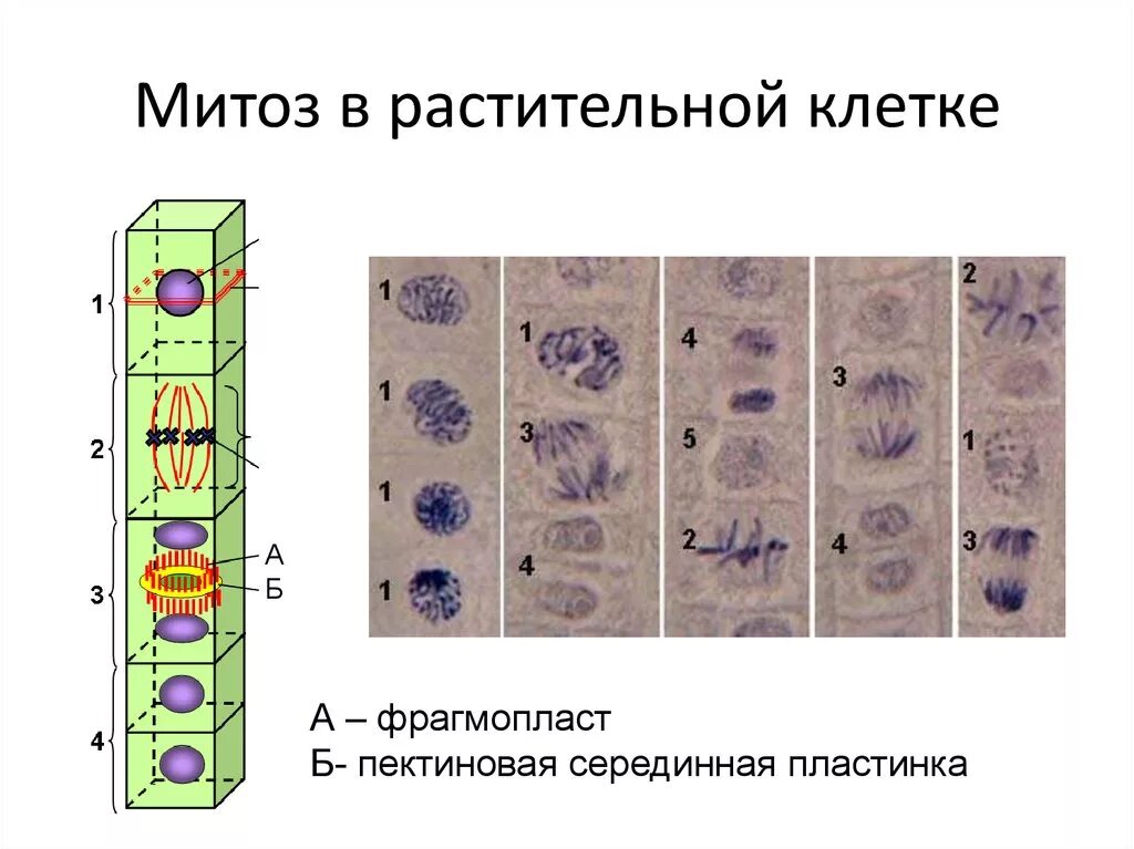 Особенности деления клеток животных. Митоз растительной клетки. Митоз клетки растений. Митоз в животных клетках. Митоз растительной клетки клетки.