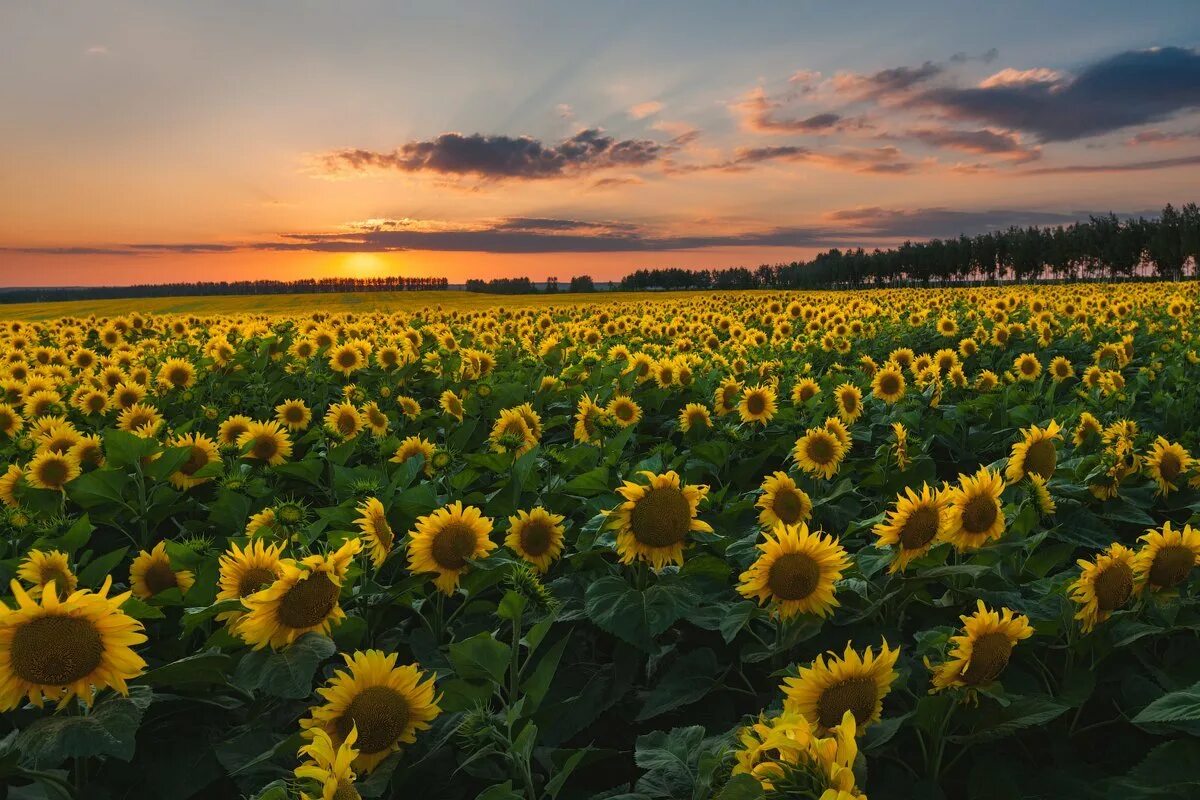 Кубань горы и поля с подсолнухами. Край подсолнухов. Подсолнуховое поле аркаим. Подсолнуховые поля донбасс. Подсолнуховое поле в беларуси.