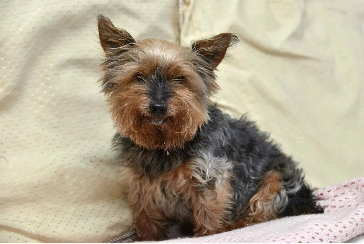 Йоркширский терьер породы собак. Йоркшир терьер. Йоркширский терьер короткошерстный. Порода ершский терьер. Мини терьер родом из англии 7 букв.