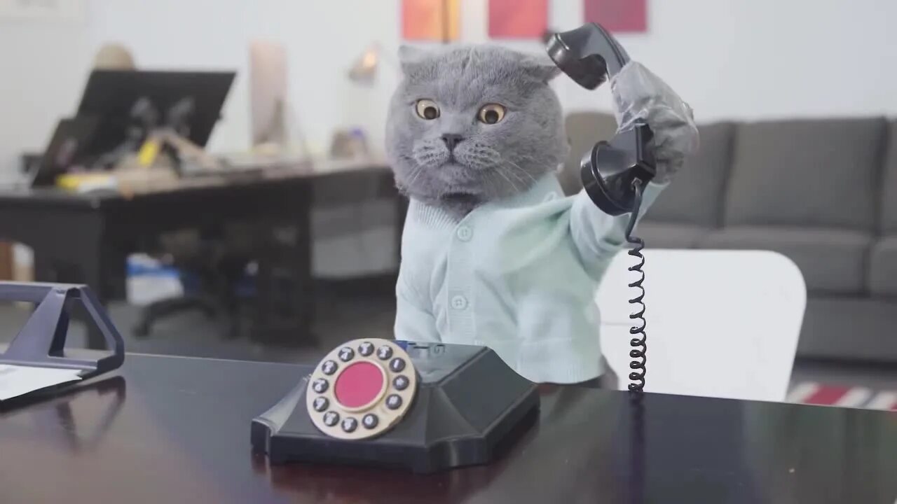 На телефоне включи кот. Деловой кот. Кот в офисе. Кошка с мобильником. Кот начальник.