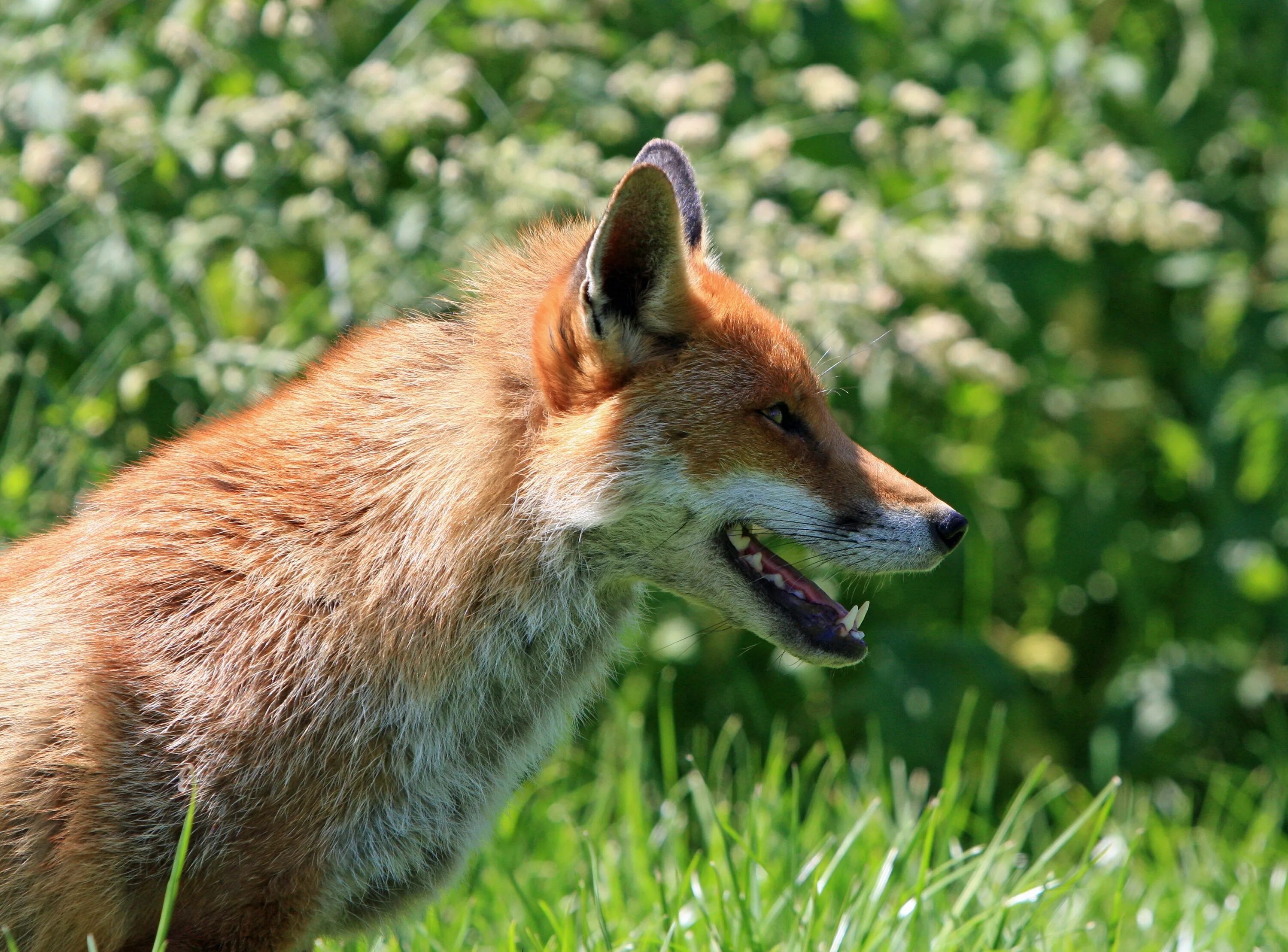 Лисица. Обыкновенная лисица. Красная лиса. Морда лисы. Fox look