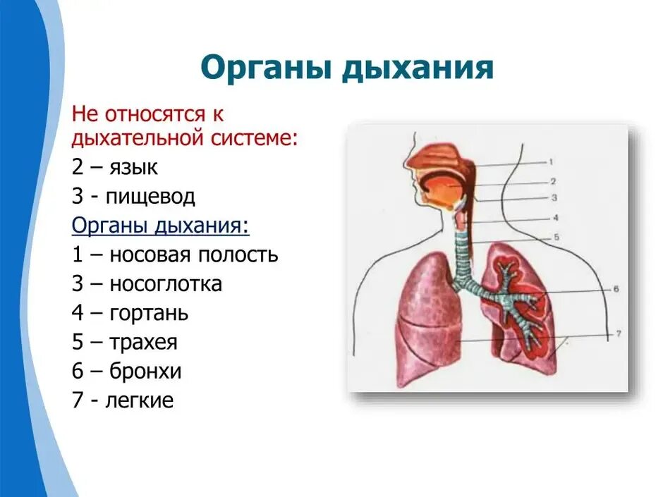На рисунке 2 изображено строение дыхательной системы. Отделы дыхательной системы схема. общее строение дыхательной системы. строение системы органов дыхания. носовая полость гортань трахея бронхи легкие.
