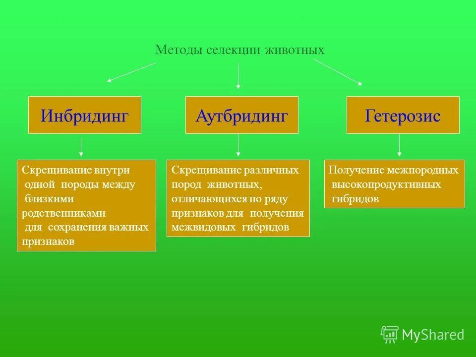 В методах селекции животных используется. Методы селекции животных инбридинг. методы селекции (аутбридинг, инбридинг, отбор).. методы селекции схема. методы селекции животных схема.