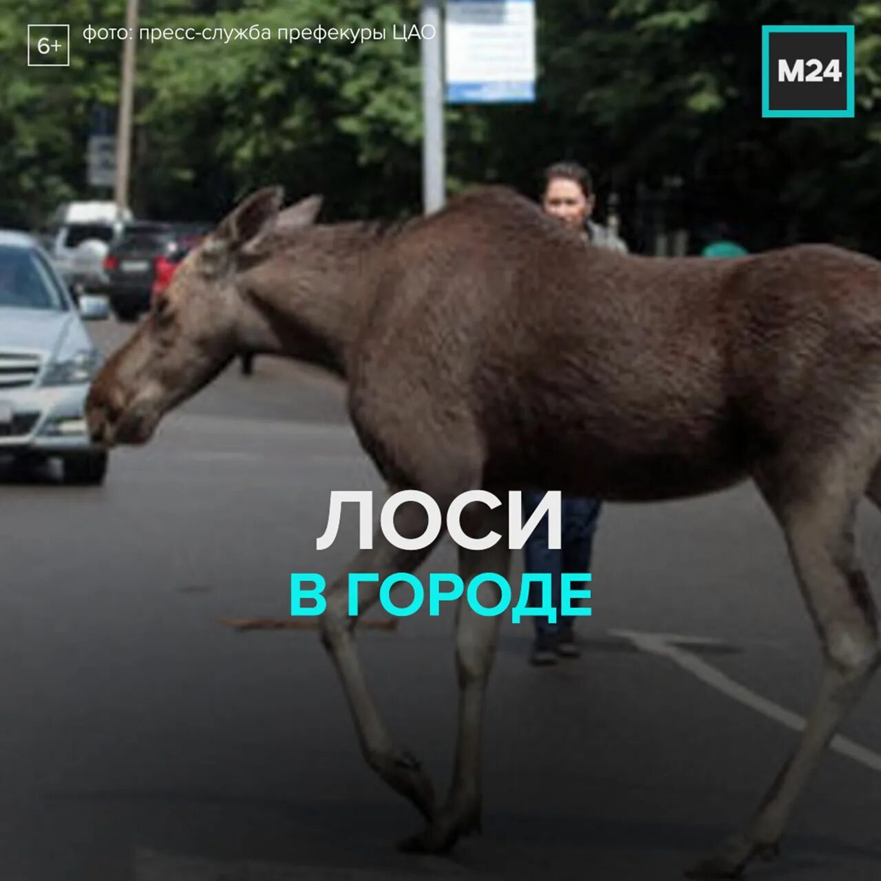 Лоси в Москве. Лоси на улицах Москвы.