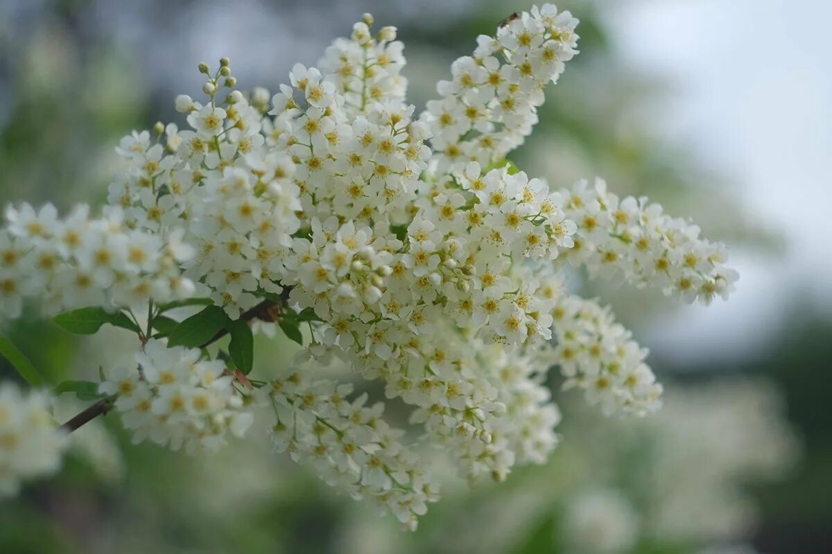 Цветущая сирень и черемуха. Белая черемуха пышно расцвела. Калина цветущая черемуха. Пришвин черемуха. Черемуха обыкновенная медонос.