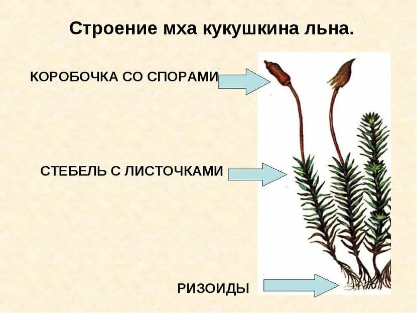 Гаметофит льна. Гаметофит льна