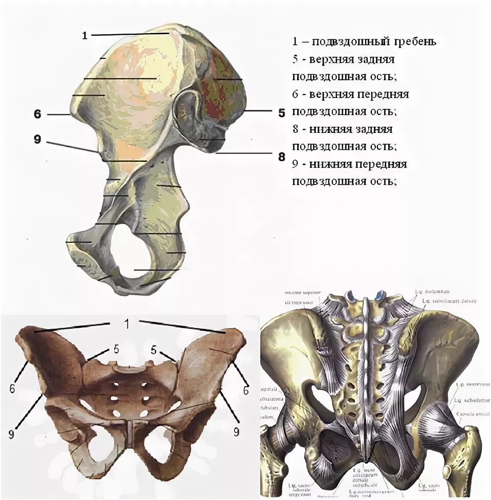Верхняя передняя подвздошная кость. Тазовая кость верхняя задняя подвздошная ость. Подвздошная кость анатомия строение. Подвздошная кость гребень.