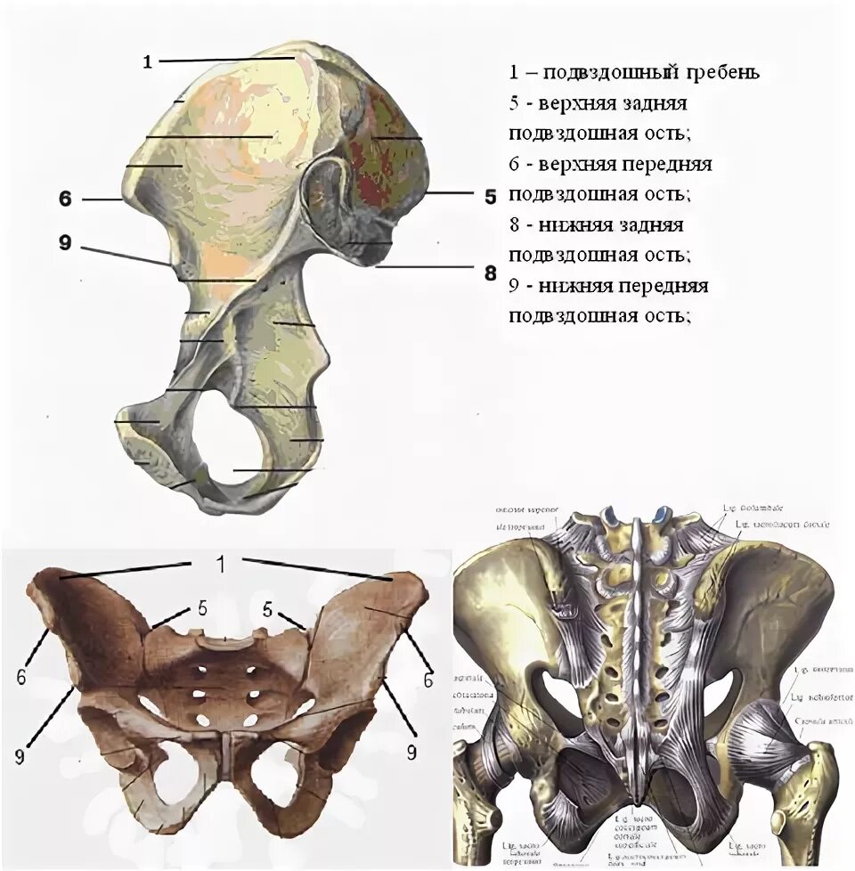 Нижняя подвздошная кость. Тазовая кость верхняя задняя подвздошная ость. Подвздошная кость анатомия строение. Подвздошная кость гребень.