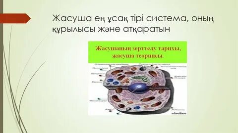 Жануар жасушасында жиналады
