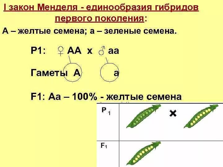 Первое правило гибридов первого поколения. 1 Закон единообразия гибридов первого поколения. Закон единообразия гибридов первого поколения схема. Первый закон Менделя закон единообразия гибридов первого поколения. Закон единообразия гибридов f1.