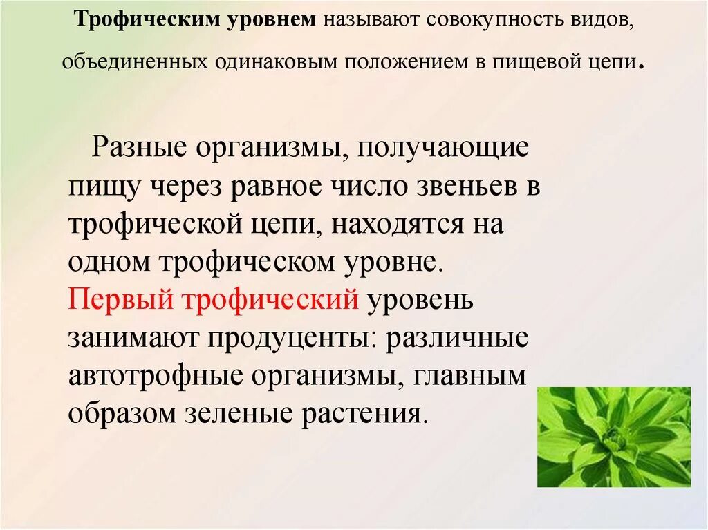 Трофическим уровнем называется:. Трофические уровни. 1 Трофический уровень. Третий трофический уровень занимают.