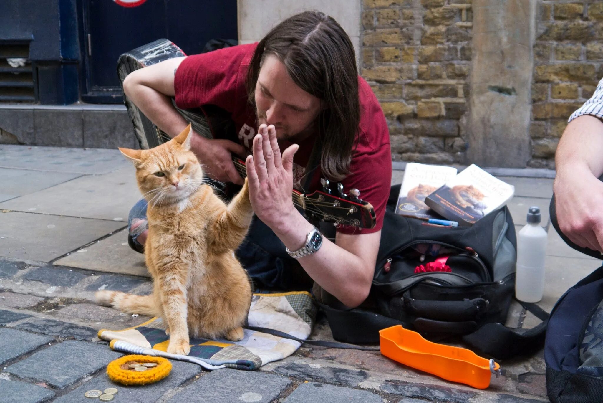 Hello street cat издевательство. Уличный кот по кличке Боб (2016).