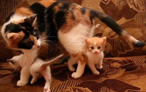 Котенок черно белый рыжий