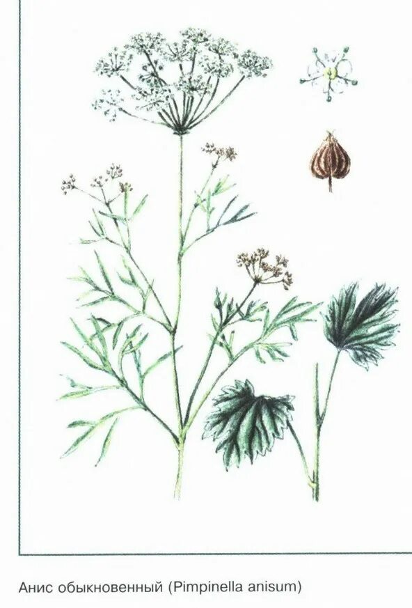 Sweet Cicely Care - Tips On Growing Sweet Cicely Herbs Planting raised garden be