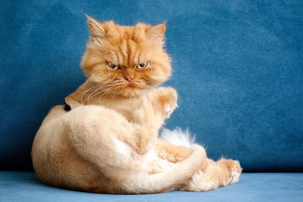 Злой рыжий кот. Рыжий персидский кот злой. злой кот. сердитый рыжий кот.